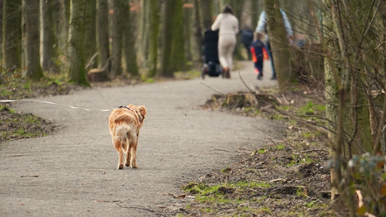 A dog in foreground walking through woodland with a family in distance
